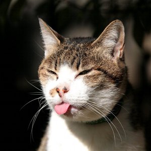 idon-sa | encode text messages into cat pictures